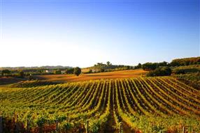 La Route touristique du vignoble : les Coteaux du Vendômois.
