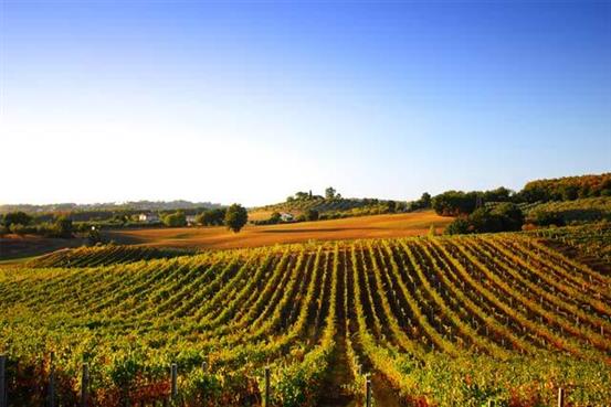 La Route touristique du vignoble : les Coteaux du Vendômois.